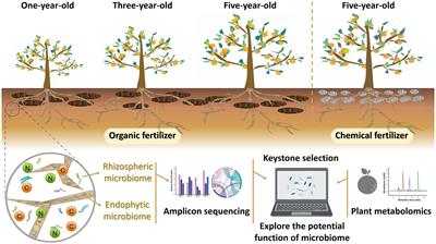 Adaptation of rhizobacterial and endophytic communities in Citrus Grandis Exocarpium to long-term organic and chemical fertilization